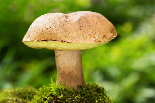 Edible mushrooms in a forest on green background