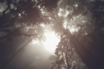 Naklejka premium abstract silhouette upward tree in forest with fog in morning.