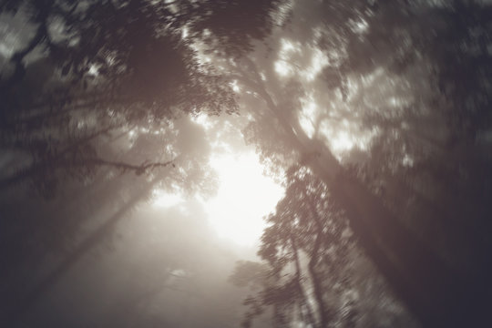 Fototapeta abstract silhouette upward tree in forest with fog in morning.