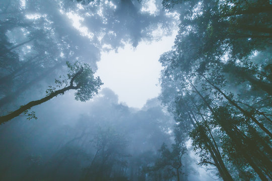 Fototapeta abstract silhouette upward tree in forest with fog in morning.