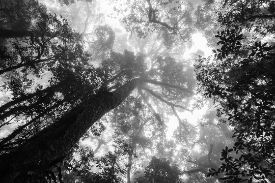 Fototapeta black and white silhouette upward tree in forest with fog in morning.