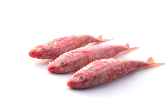 Rouget - Poisson frais