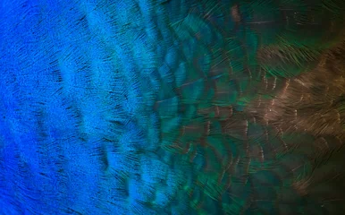 Crédence de cuisine en verre imprimé Paon Peacocks, colorful details and beautiful peacock feathers.