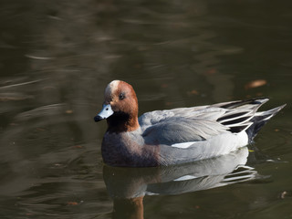 冬に日本に渡ってきた緋鳥鴨