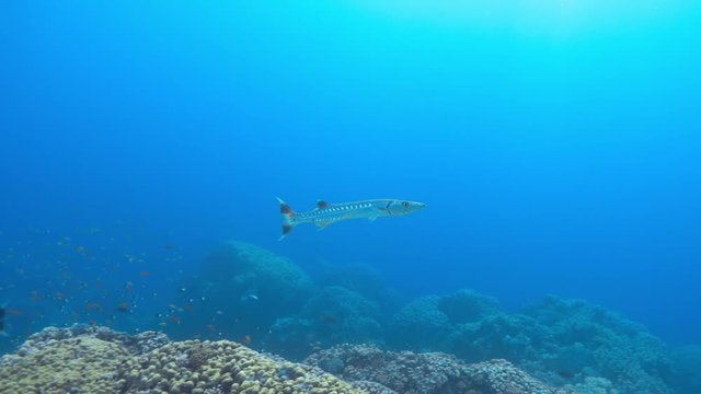 Great barracuda fishes swimming in water of tropical sea over colorful coral reef, 4K 2160p video footage