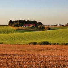 Fototapeta na wymiar Beautiful shaped hills and meadows in Jylland, Denmark. Rural summer scene.