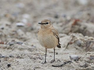 Isabelline wheatear (Oenanthe isabellina)