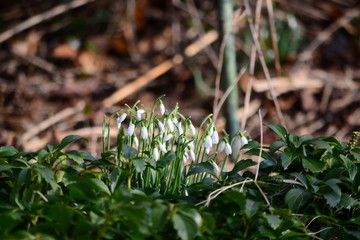 Galantus Schneeglöckchen