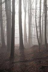 Wald im Morgendunst