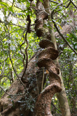 Giant creepers climb to the tops of trees