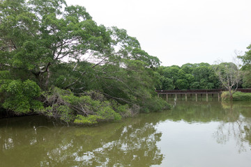 wood lot, forestry plantations near bangkok, thailand