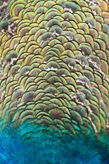 Fototapeta premium Peacocks, colorful details and beautiful peacock feathers.