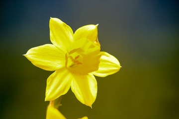 Isolated Daffodil in the sunlight, spring, flowers