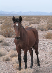 Wild horse in Death Valley.