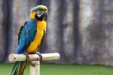 beautiful parrot macaw sits on a perch in the sun rays