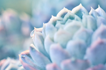 Dettaglio agave succulent pianta grassa, azzurra, dai colori delicati, macro