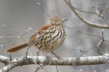Brown Thrasher on Tree Branch