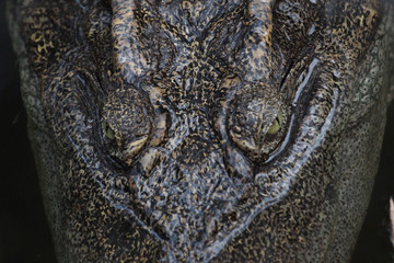 close up eye crocodile in water
