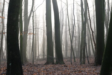 Wald im Morgennebel