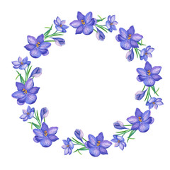 Fototapeta na wymiar Wreath.Watercolor illustration with crocus or saffron on a white background.bouquet of purple flowers.Can be used as greeting cards, wedding invitations, birthday, spring or summer holiday.