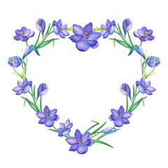 Frame.heart.Watercolor illustration with crocus or saffron on a white background.bouquet of purple flowers.Can be used as greeting cards, wedding invitations, birthday, spring or summer holiday.