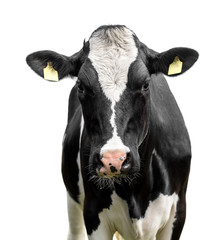 cow on a white background