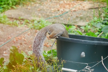 Squirrel drinking from a bucket