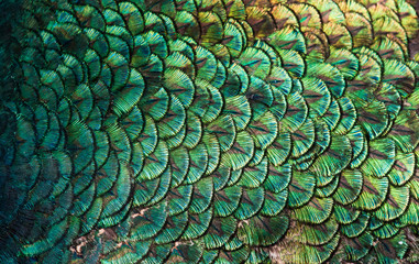Obraz premium Peacocks, colorful details and beautiful peacock feathers.