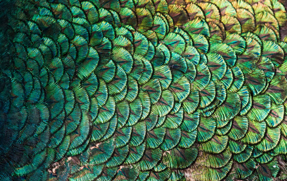 Fototapeta Peacocks, colorful details and beautiful peacock feathers.
