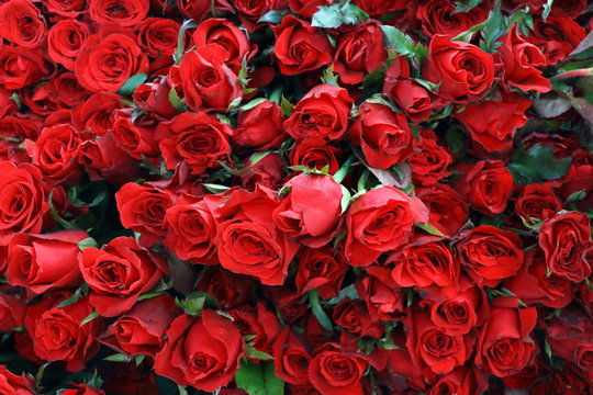 Group of many red rose bouquet look fresh can use to background for Valentine day