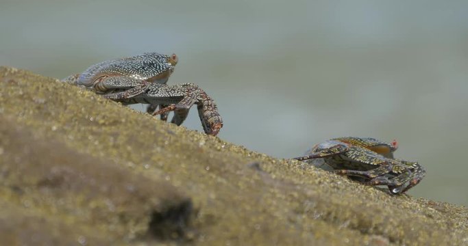 Ghost Crabs, Sitting On A Rock, Costa Rica