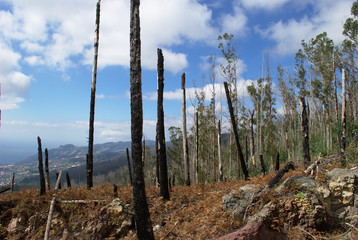 Bush fire, Madeira