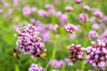 Purple Verbena tiny flower with bee in morning sun