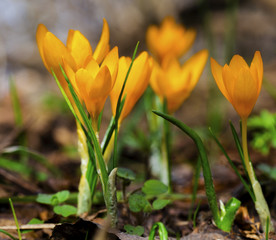Beautiful yellow crocus flowers closeup