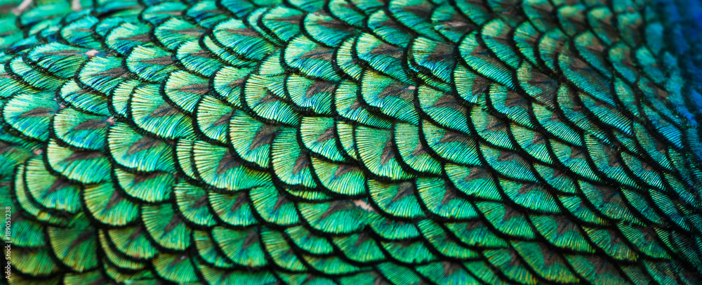 Sticker peacocks, colorful details and beautiful peacock feathers.