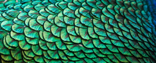 Fotobehang Pauw Pauwen, kleurrijke details en prachtige pauwenveren.
