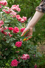 Girl prune the  bush (rose) with secateur in the garden
