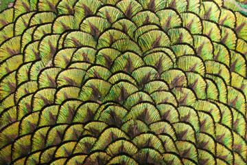 Peacocks, colorful details and beautiful peacock feathers. © beerphotographer