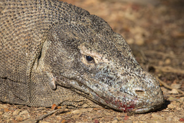 Komodo dragon in the wild