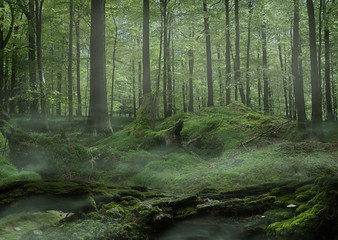moss cover forest / a look at the moss covered forest in the early morning with a light mist blowing through.