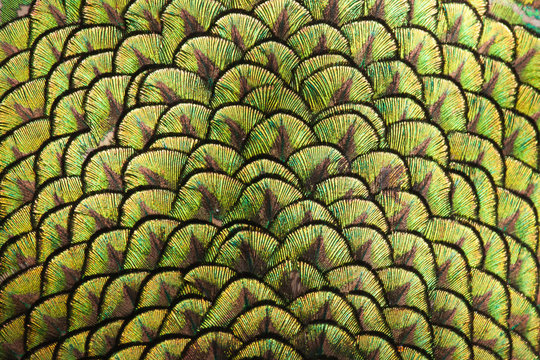 Fototapeta Peacocks, colorful details and beautiful peacock feathers.
