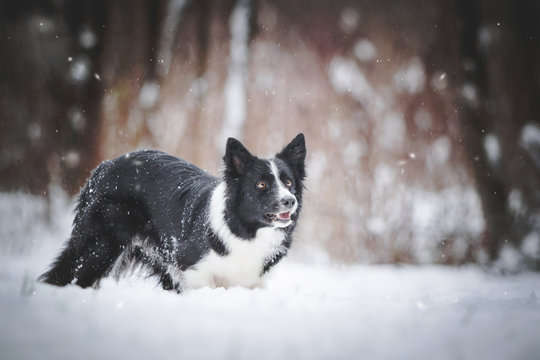 Border Collie im Schnee