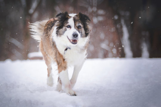 Border Collie im Schnee