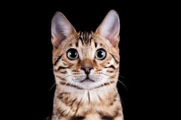 Fototapeta na wymiar Bengal Kitten- Katze - im Studio - schwarzer Hintergrund 