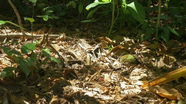 Four-Lined Whiptail Lizard, Costa Rica