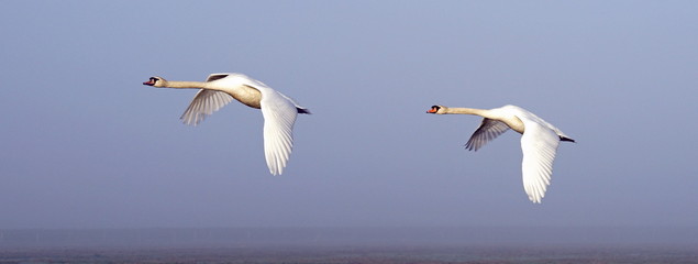 Höckerschwäne im Flug