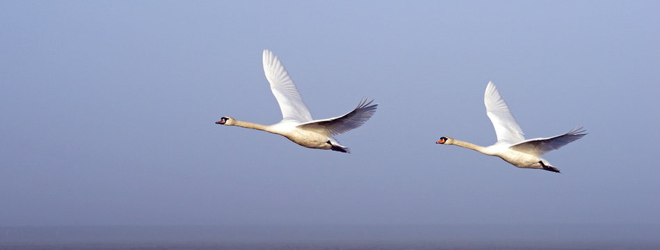 H&ouml;ckerschw&auml;ne im Flug