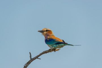 roller over tree branch colors