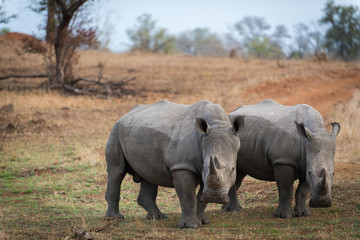 two Rhinos in savannah