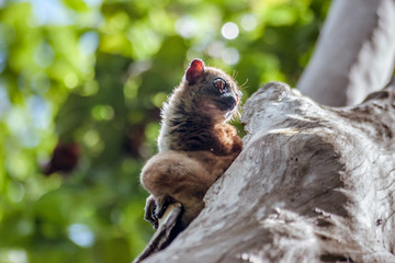 Sportive lemur (lepilemur)
